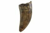 Serrated, Tyrannosaur Tooth - Judith River Formation, Montana #93731-1